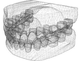 Teeth and Gums 3D Model