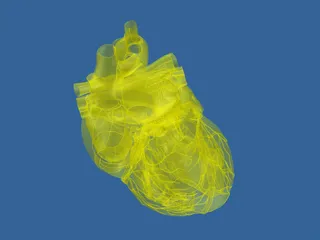 Heart 3D Model