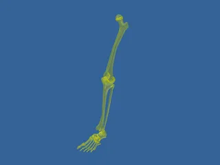 Leg Bone 3D Model