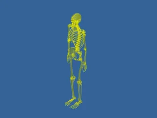 Skeleton 3D Model