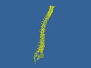 Vertebral Column 3D Model