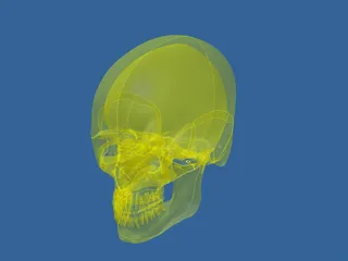 Skull 3D Model