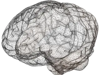 Brain Male 3D Model
