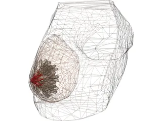 Breast 3D Model