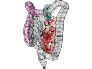 Intestines 3D Model