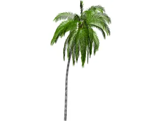 Palm Tree Cocoa 3D Model