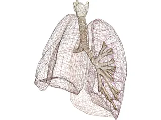 Respiratory Upper 3D Model