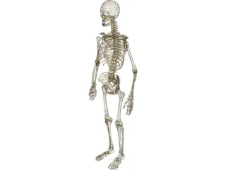 Skeleton Male 3D Model