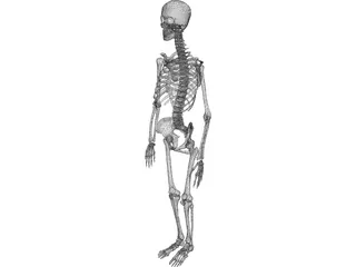 Skeleton Female 3D Model