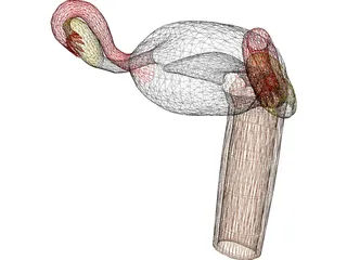 Uterus 3D Model