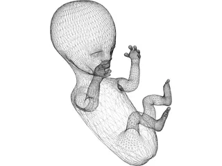 Baby Fetus Infant 3D Model