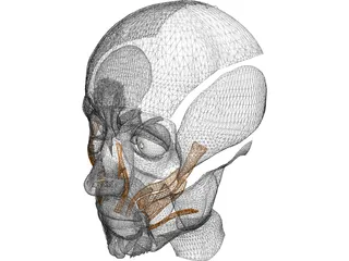 Face Muscles 3D Model