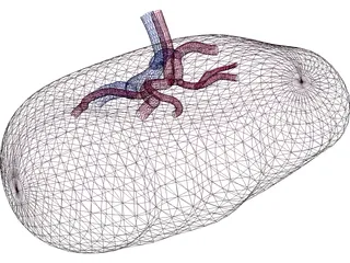 Spleen 3D Model