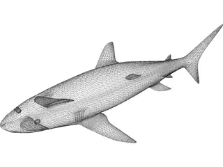 Shark 3D Model