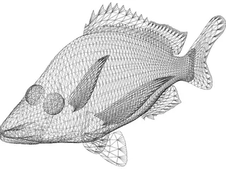 John Dory Type Fish 3D Model