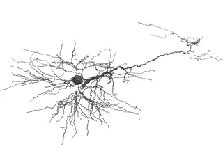 Purkinje Cell 3D Model