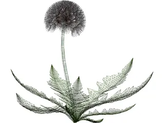 Dandelion 3D Model