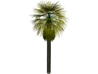 Washingtonia Palm 3D Model