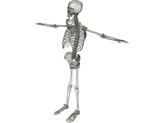 Skeleton 3D Model