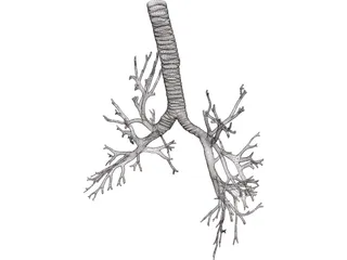 Bronquial Tree with Trachea 3D Model