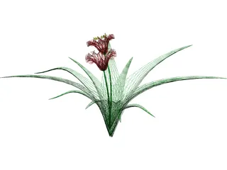 Flowers 3D Model