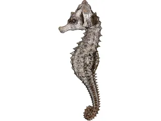 Seahorse  3D Model