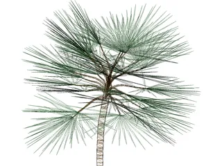 Palm  3D Model