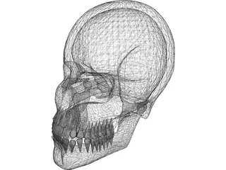 Skull 3D Model