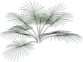 Palm Tree 3D Model