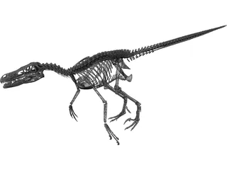 Velociraptor Skeleton 3D Model