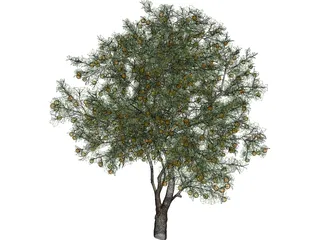 Orange Tree 3D Model