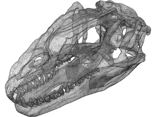 Allosaurus Fragilis Skull 3D Model