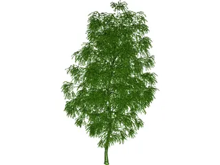 Birch Tree 3D Model