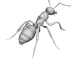 Ant 3D Model