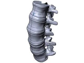 Lumbar Spine 3D Model