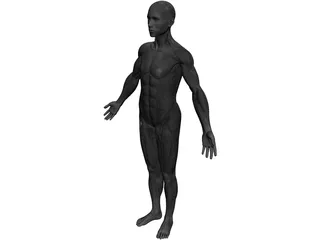 Full Human Anatomy for Simulation 3D Model