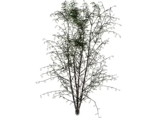 Tree 3D Model