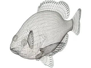 Bluegill 3D Model