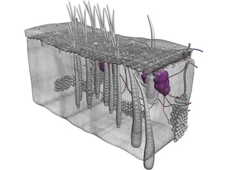 Skin Anatomy 3D Model