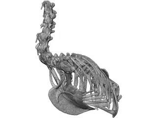 Macaw Skeleton 3D Model