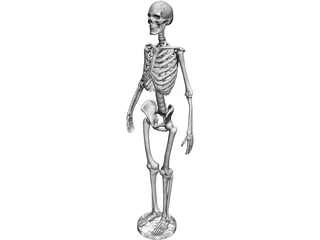 Human Skeleton 3D Model