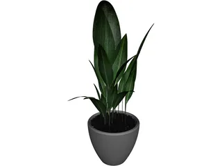 Ficus 3D Model