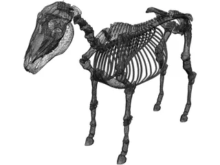 Horse Skeleton 3D Model