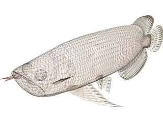 Asia Arowana 3D Model