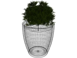 Boxwood Plant 3D Model