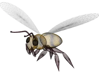 Bee 3D Model