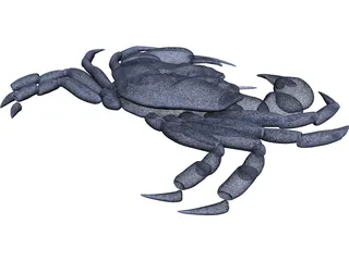 Harris Mud Crab 3D Model