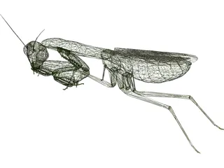 Flying Mantis 3D Model