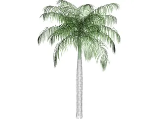 Palm Tree (Royal Palm) 3D Model