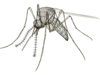 Mosquito 3D Model